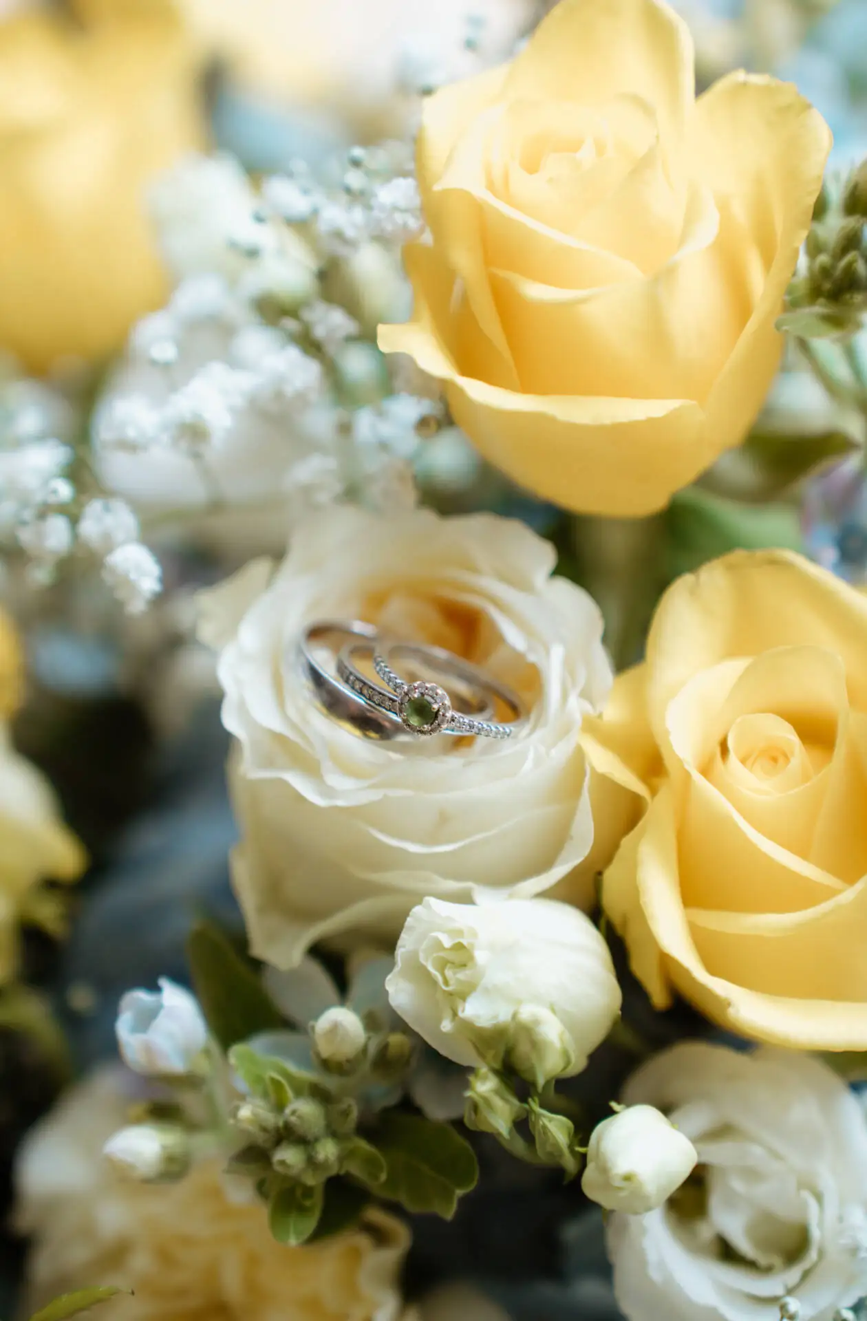Ehering auf gelber und weißer Rose platziert.